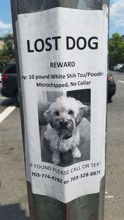 Lost dog found on Bay Bridge Friday morning